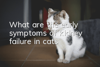 What are the early symptoms of kidney failure in cats?