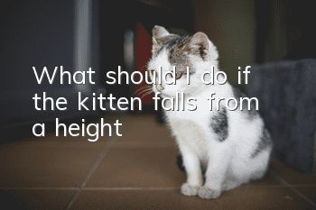 What should I do if the kitten falls from a height?