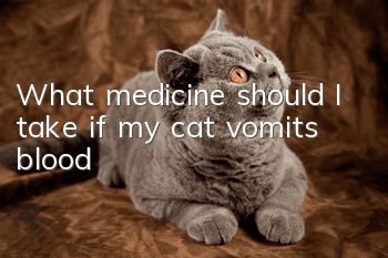What medicine should I take if my cat vomits blood?