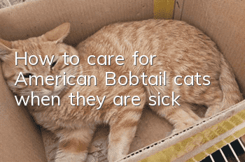 How to care for American Bobtail cats when they are sick