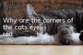Why are the corners of the cat's eyes red?