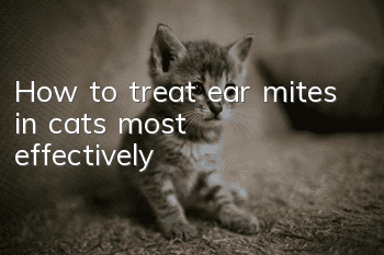 How to treat ear mites in cats most effectively