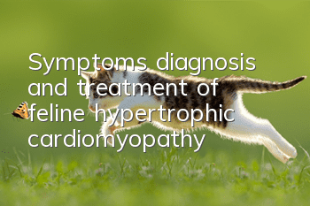 Symptoms, diagnosis and treatment of feline hypertrophic cardiomyopathy