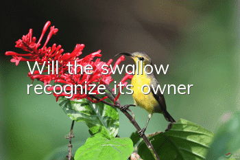 Will the swallow recognize its owner?