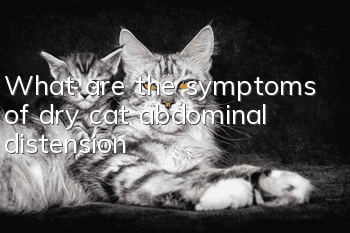 What are the symptoms of dry cat abdominal distension?