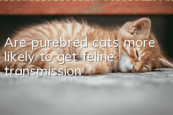 Are purebred cats more likely to get feline transmission?