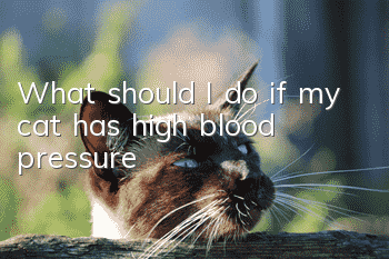 What should I do if my cat has high blood pressure?