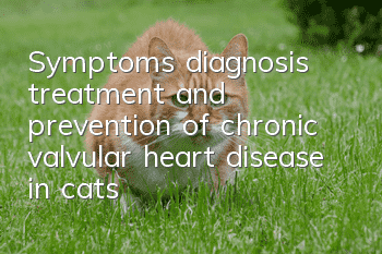 Symptoms, diagnosis, treatment and prevention of chronic valvular heart disease in cats