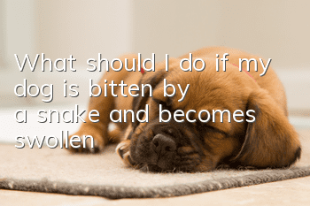 What should I do if my dog is bitten by a snake and becomes swollen?