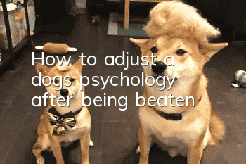 How to adjust a dog’s psychology after being beaten