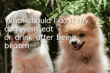 What should I do if my dog won’t eat or drink after being beaten?