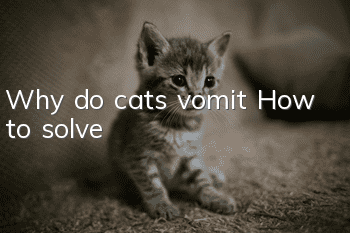 Why do cats vomit? How to solve