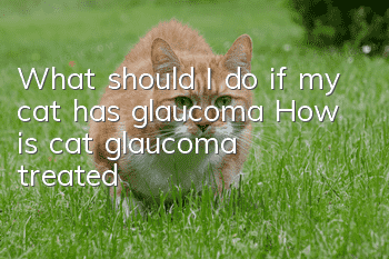 What should I do if my cat has glaucoma? How is cat glaucoma treated?