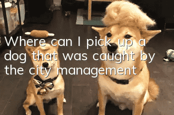 Where can I pick up a dog that was caught by the city management?