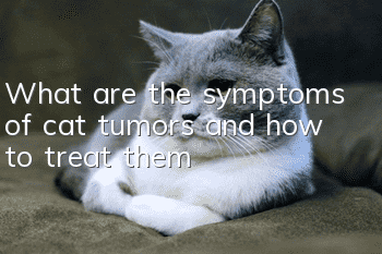 What are the symptoms of cat tumors and how to treat them?