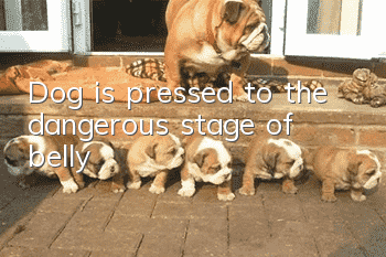 Dog is pressed to the dangerous stage of belly