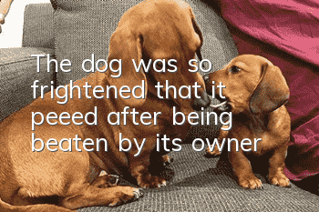 The dog was so frightened that it peeed after being beaten by its owner