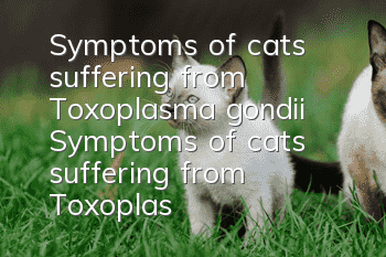 Symptoms of cats suffering from Toxoplasma gondii Symptoms of cats suffering from Toxoplasma gondii