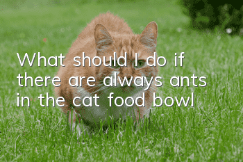 What should I do if there are always ants in the cat food bowl?
