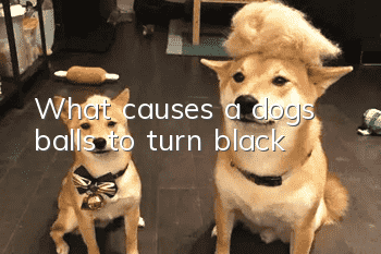 What causes a dog’s balls to turn black?