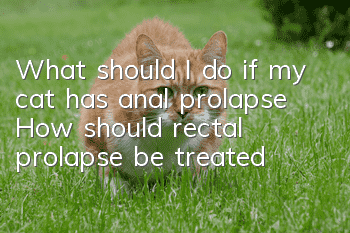 What should I do if my cat has anal prolapse? How should rectal prolapse be treated?
