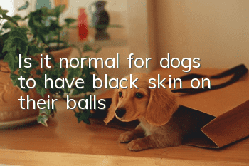 Is it normal for dogs to have black skin on their balls?