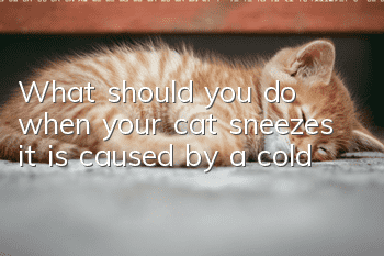 What should you do when your cat sneezes? it is caused by a cold