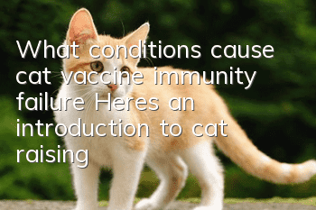 What conditions cause cat vaccine immunity failure? Here’s an introduction to cat raising!