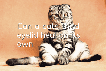 Can a cat’s third eyelid heal on its own?