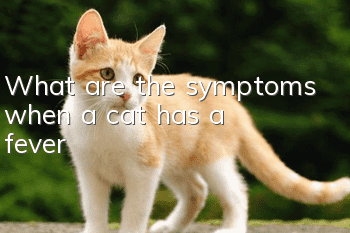 What are the symptoms when a cat has a fever?