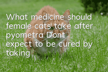 What medicine should female cats take after pyometra? Don’t expect to be cured by taking medicine.