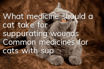 What medicine should a cat take for suppurating wounds? Common medicines for cats with suppurating wounds