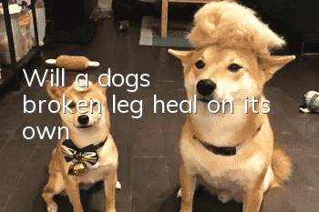 Will a dog's broken leg heal on its own?