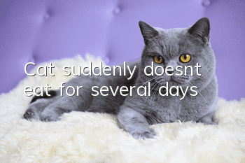 Cat suddenly doesn’t eat for several days