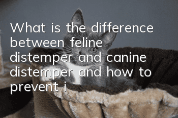 What is the difference between feline distemper and canine distemper, and how to prevent it?