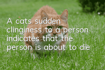 A cat's sudden clinginess to a person indicates that the person is about to die