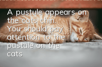 A pustule appears on the cat's chin. You should pay attention to the pustule on the cat's chin!
