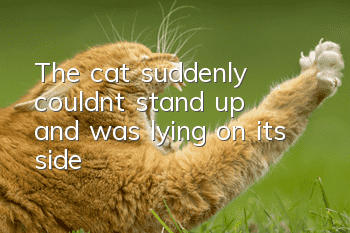 The cat suddenly couldn't stand up and was lying on its side