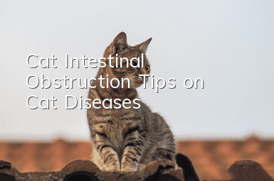 Cat Intestinal Obstruction Tips on Cat Diseases