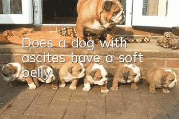 Does a dog with ascites have a soft belly?