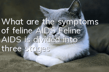 What are the symptoms of feline AIDS? Feline AIDS is divided into three stages