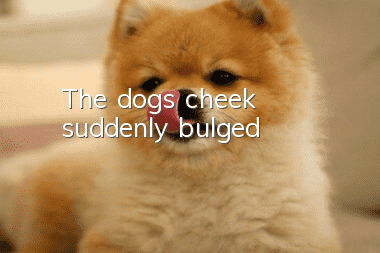 The dog's cheek suddenly bulged