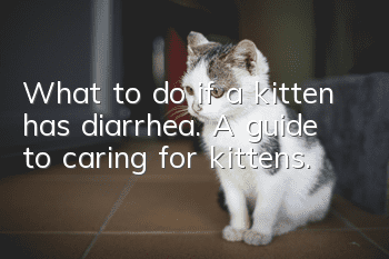What to do if a kitten has diarrhea. A guide to caring for kittens.