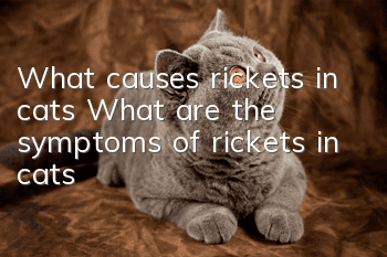 What causes rickets in cats? What are the symptoms of rickets in cats?