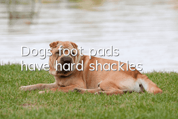 Dog's foot pads have hard shackles