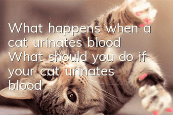 What happens when a cat urinates blood? What should you do if your cat urinates blood?