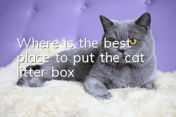 Where is the best place to put the cat litter box?