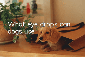 What eye drops can dogs use?