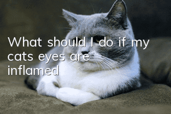 What should I do if my cat’s eyes are inflamed?