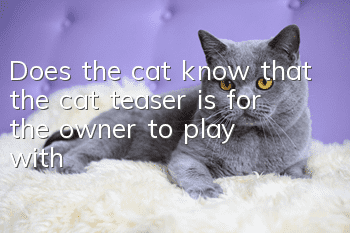 Does the cat know that the cat teaser is for the owner to play with?